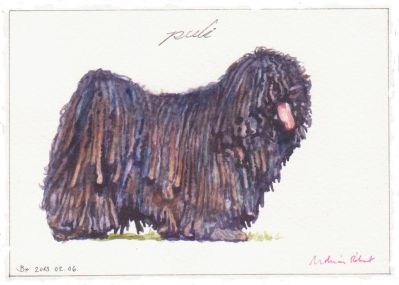Puli, fekete
