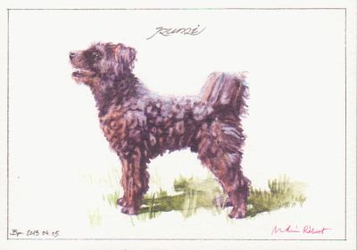Pumi
