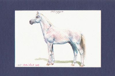 Shagya arab
