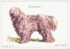 Fájlnév=komondor_01honl_ra.jpg
Fájlméret=63KiB
Méretek=864x608
Hozzáadás dátuma=%2013 %629 %Europe/Budapest. komondor_01honl_ra.jpg
