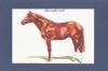 secretariat002.jpg